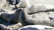 PICTURES/Elephant Seals on Cambria Beach/t_P1050290.JPG